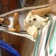 zahir y su papa
